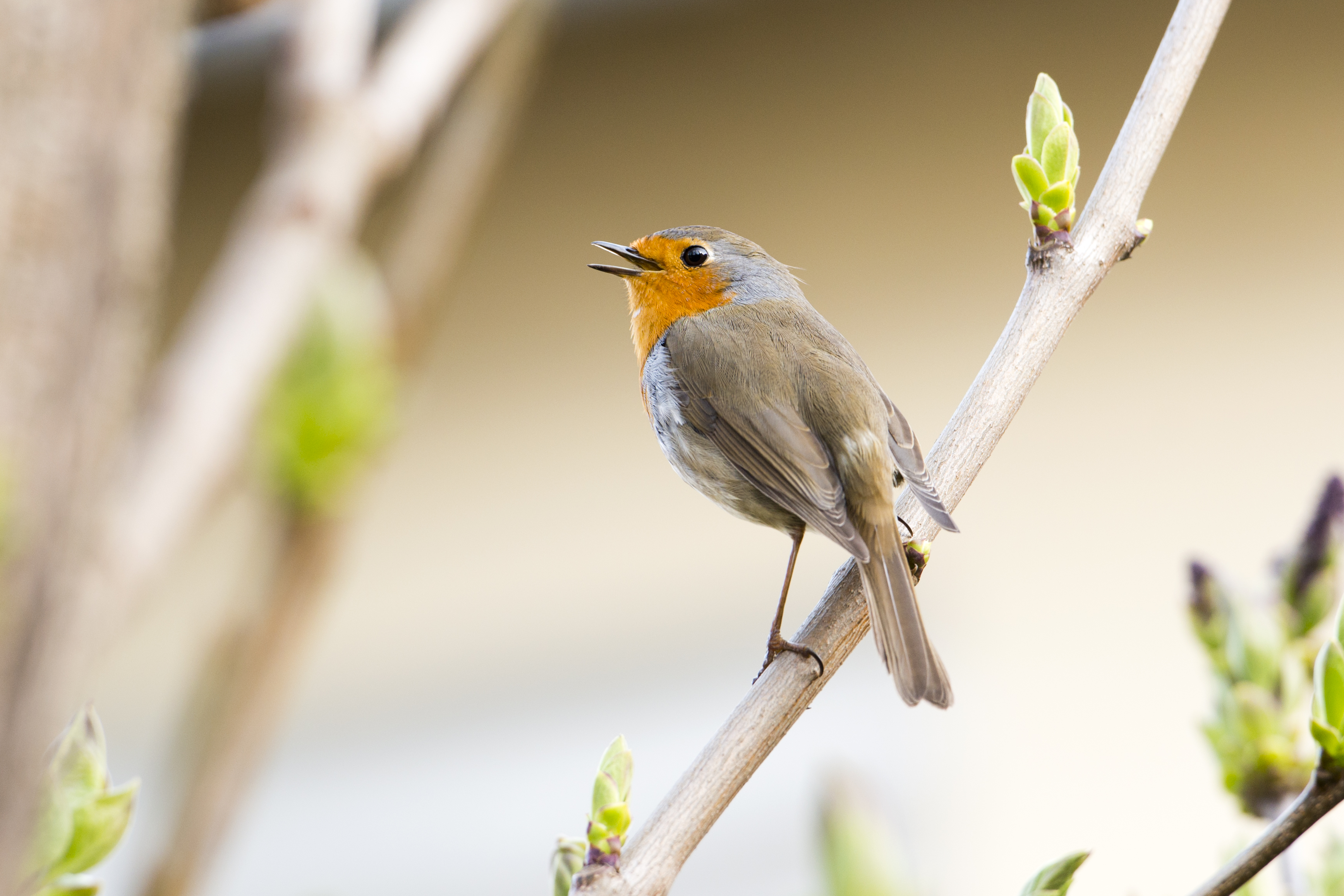 #gobirdingvlogs by Leander Khil  - #gobirdingvlog Episode 7: Spring Bird Sounds Rotkehlchen by Leander Khil