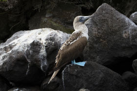 Blue-footed Booby, Galapagos, Pablo Cervantes Daza