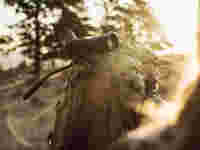 ATX65 spotting scope CCT CTH hunter walking in the light ID 1219744