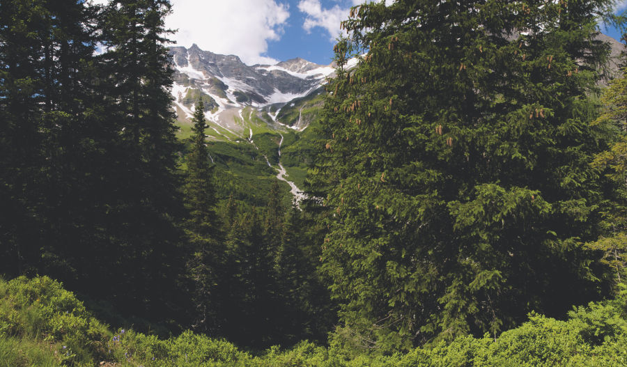 Landscape Forest Mountains Austria ID 346468