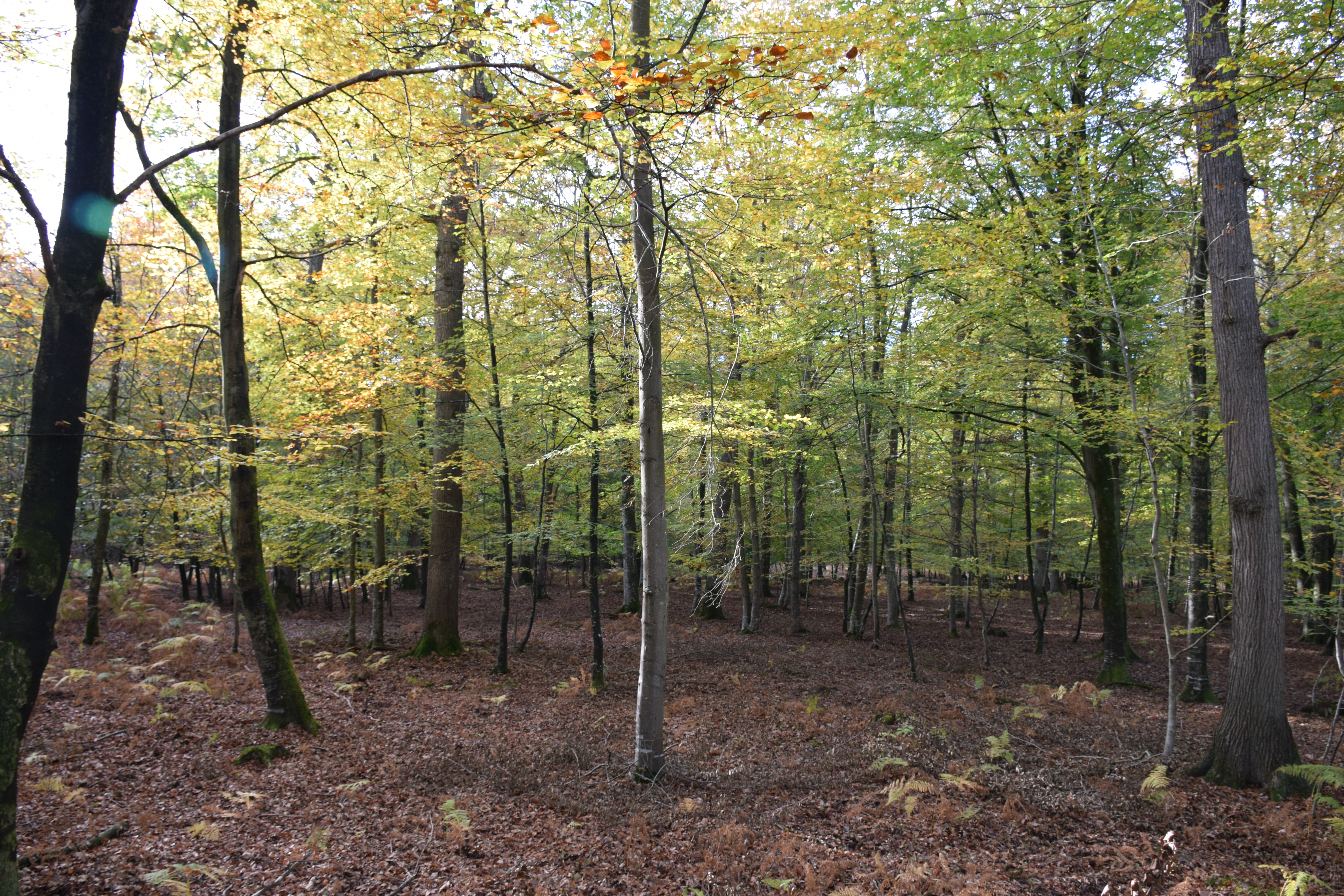 !!! Alexis Rousseau - Eine französische Passion: die Drückjagd H/ - forest DSC_0039