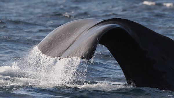 Dan Brown - Whale Watching /O