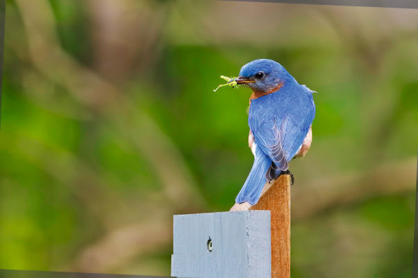 SWAROVSKI OPTIK Closer Birding-Magazin, 2020, A male Eastern Bluebird (Sialia sialis) perches on a post waiting to feed a grasshopper to its young - Grand Bend, Ontario, Canada