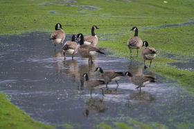 Canada Goose (Branta canadensis) by Charles Post 