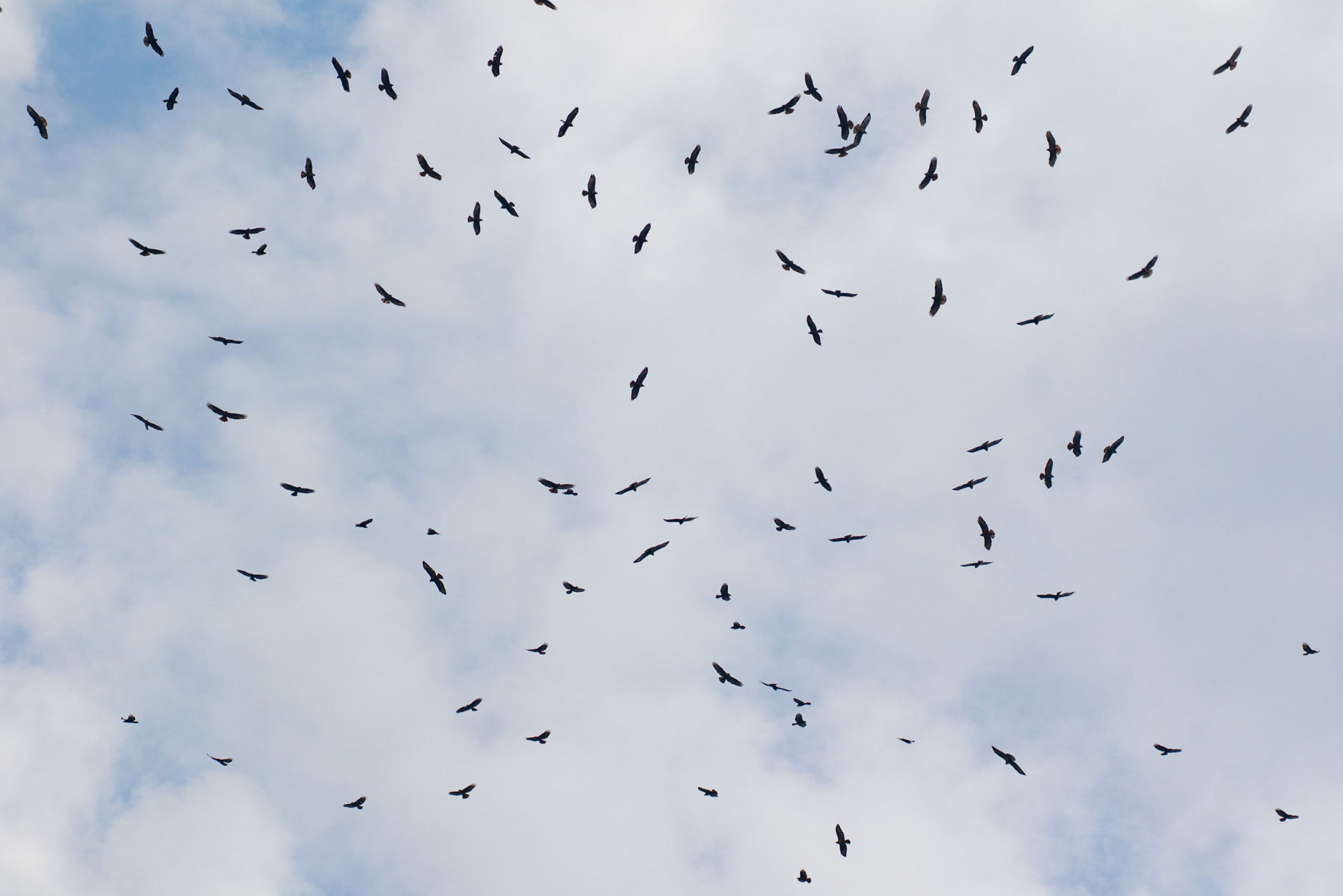 Bart Hoekstra / Batumi Raptor Count. Steppe Buzzards