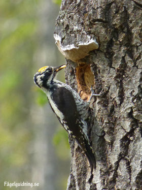 Three-toed Woodpecker - Gigi Sahlstrand 