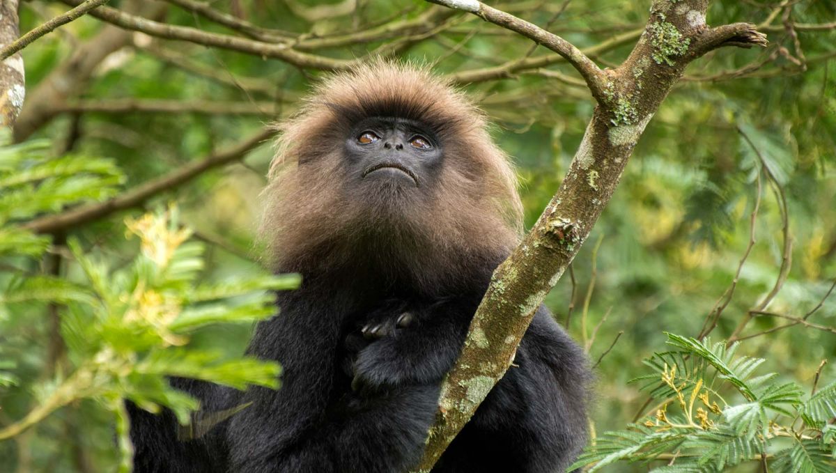 !!!Nilgiri langurs in the trees by Kartiki Gonsalves