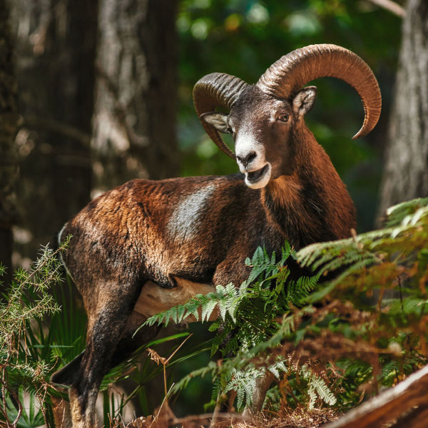 European Mufflon, woods, green, horns,