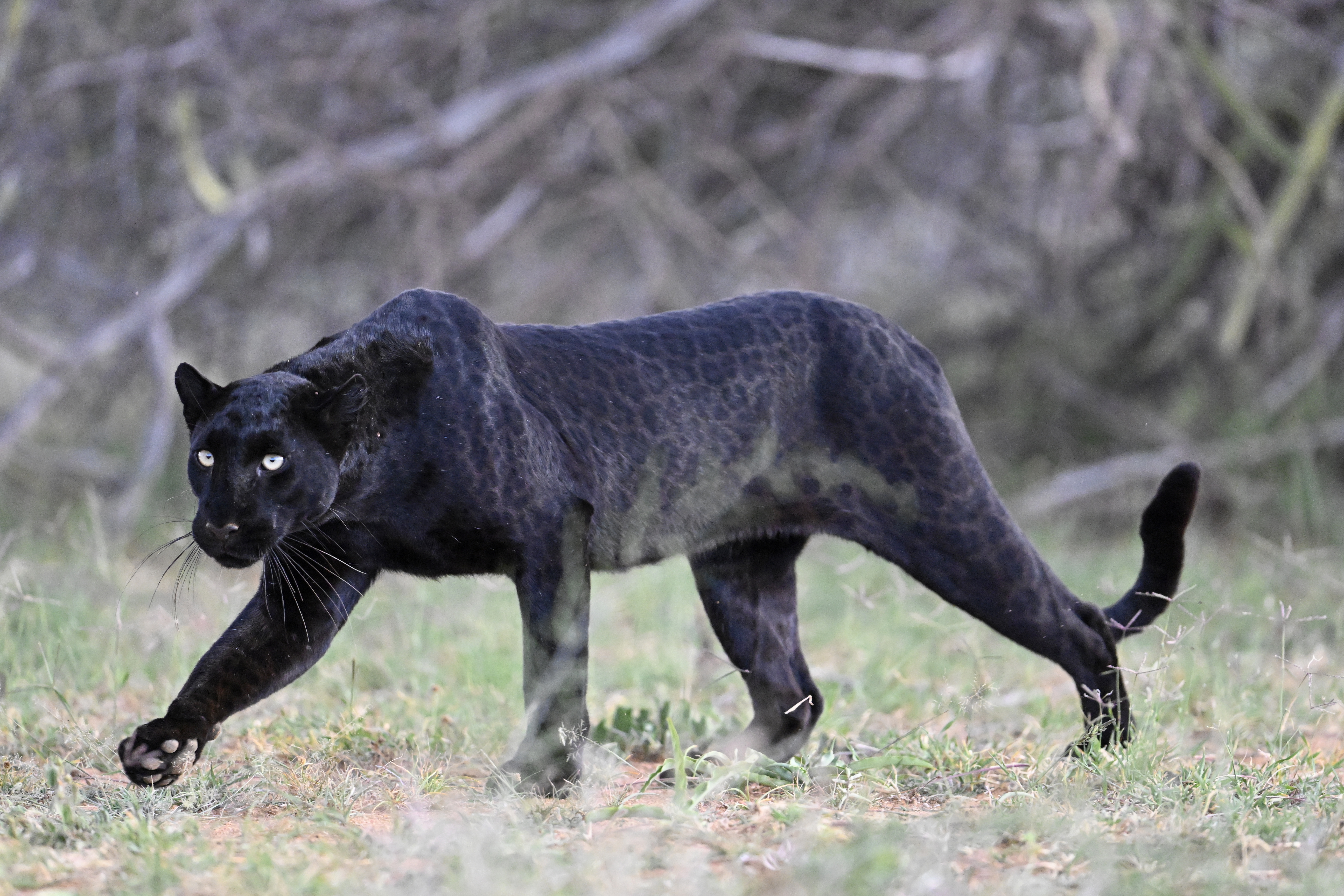 Giza - Black panther in India - Alexander Ley /O - SAFARI Banner