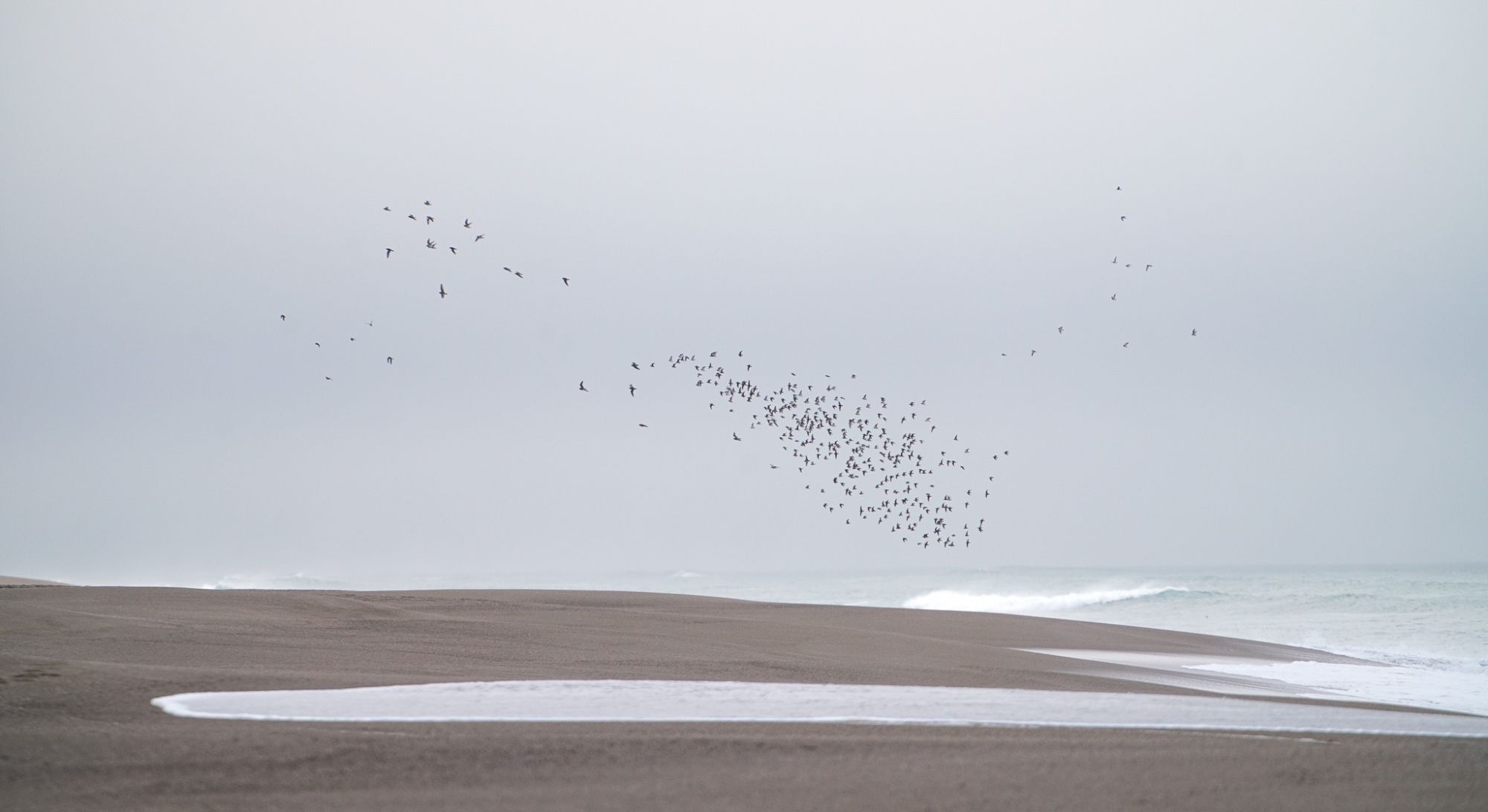 Birds California sea by Chrles Post