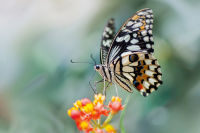 Biodiversity Butterfly Flower