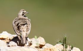 Shore lark (Eremophila alpestris) Hermon (c) Jonathan Meyrav