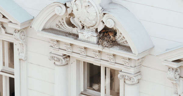 Both Kestrels in the nest