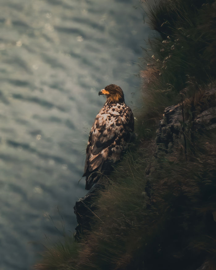 Nature Explorers: golden eagles by Jan Bjorge