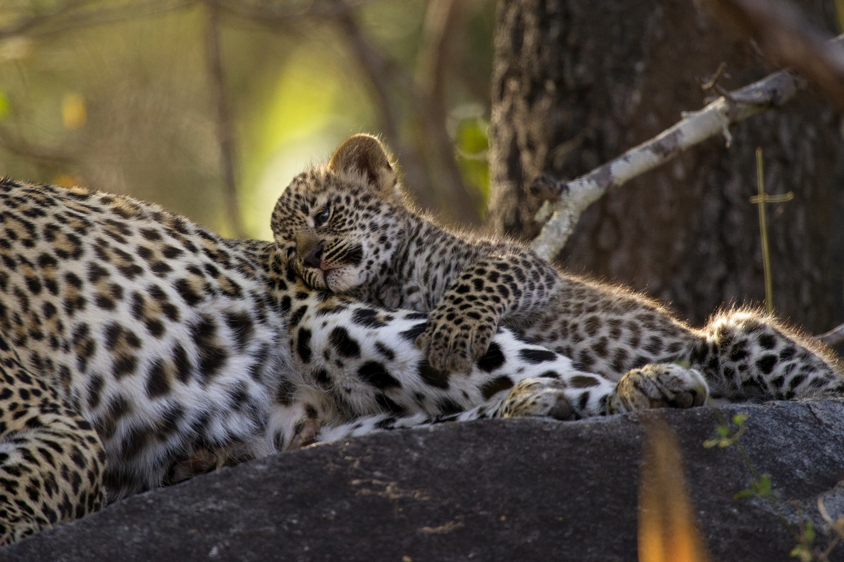 Africa-South-Africa-Leopard-Schotia-family