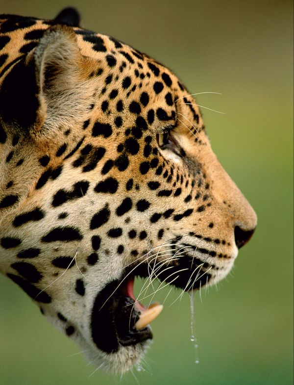 Jaguar head profle portrait (Panthera onca) head portrait captive. Pantanal, Brazil.