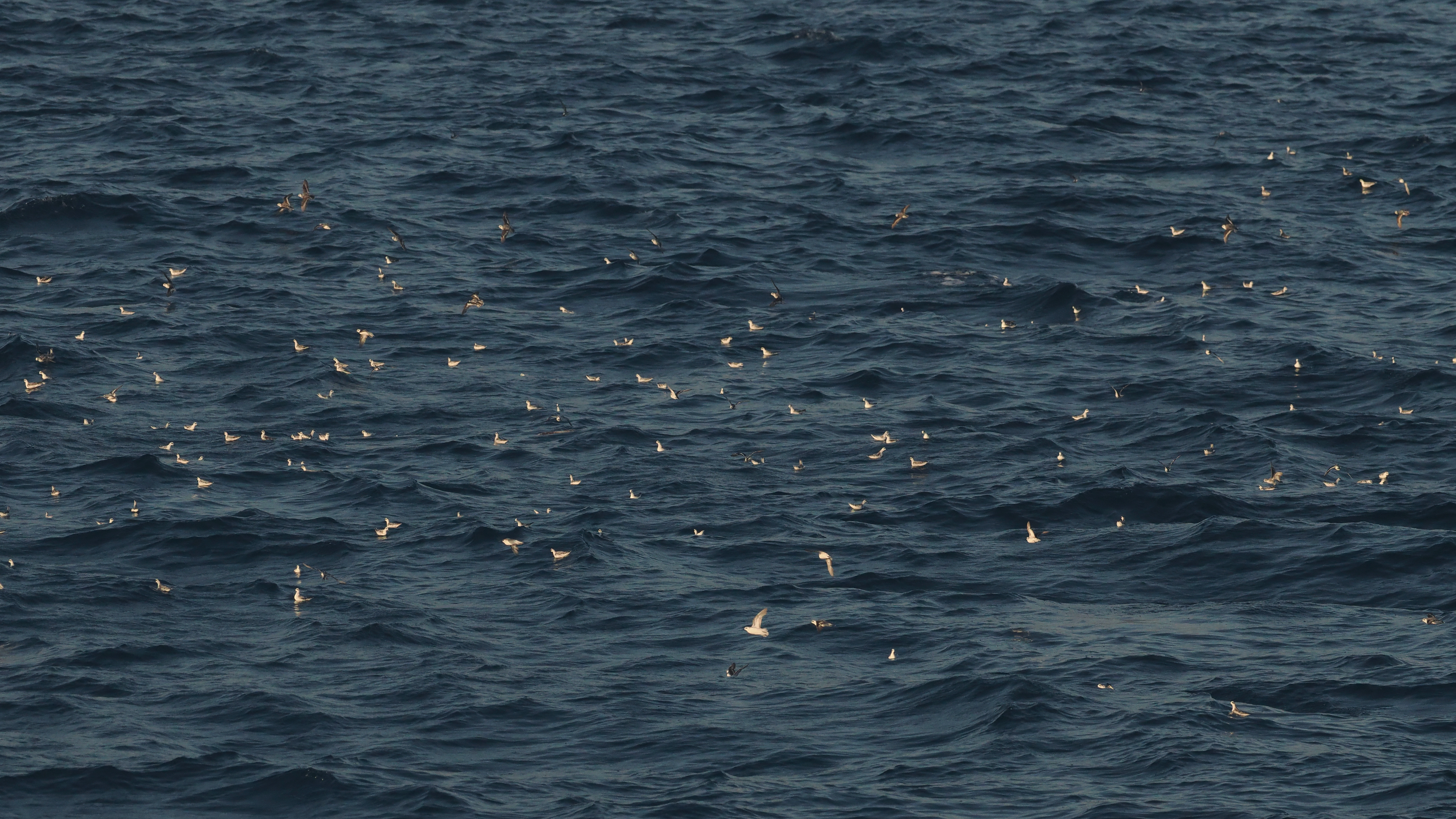 Wintering flock of Red-necked Phalaropes (c) Dan Brown - birding Indonesia