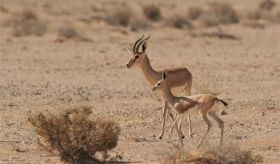 Dorcas Gazelle Negev (c) Jonathan Meyrav