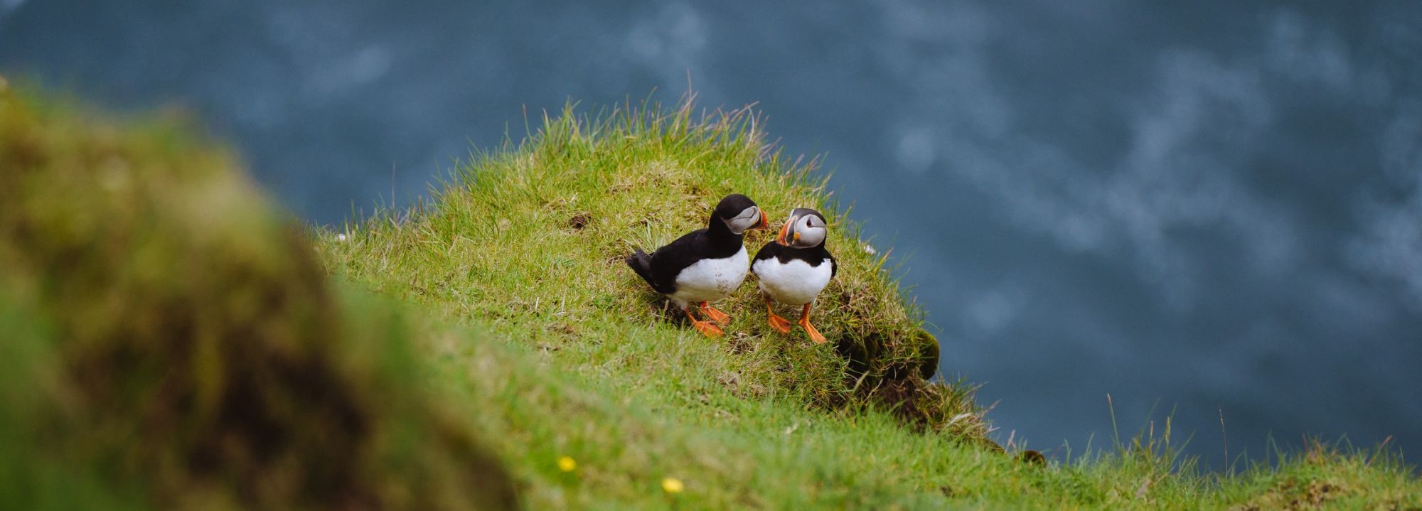 Two puffins by Nicola Cagol
