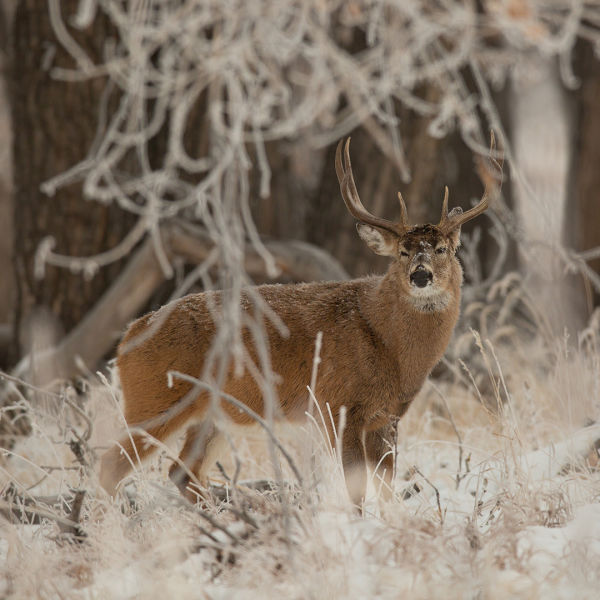 White-tailed Deer, winter, snow, woods