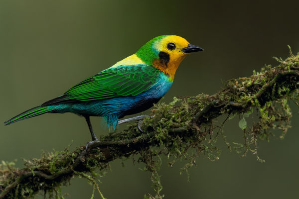 Multicolored Tanager (Chlorochrysa nitidissima - Colombia) by Glenn Bartley