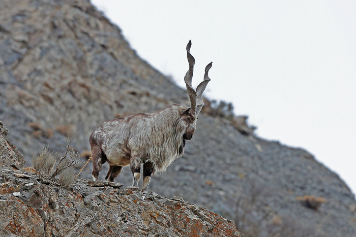 Swarovski Optik - New perspectives – Tajikistan nature conservation mountain goat on a rocky landscape