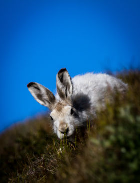!!! Snow Rabbit Greenland