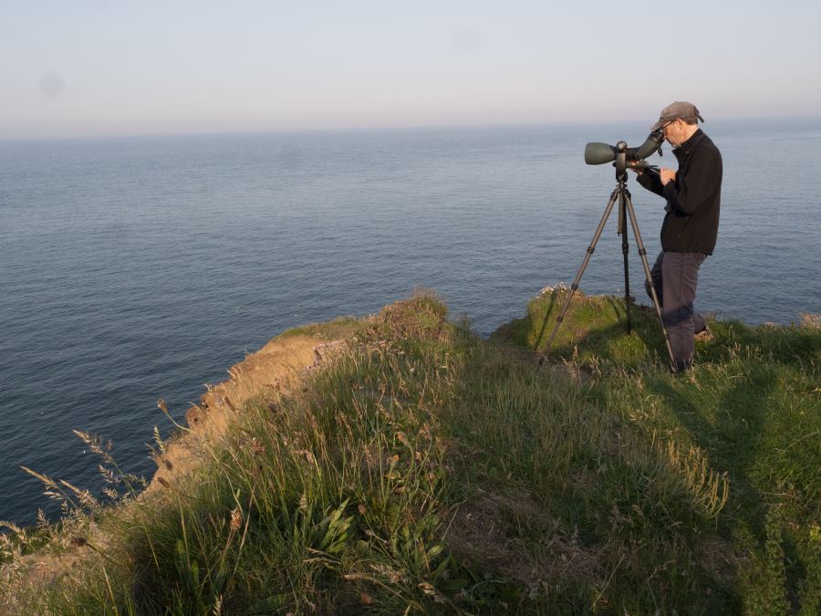 A Black-browed Albatross at RSPB Bempton Cliffs - Craig Thomas with the 115 objective module