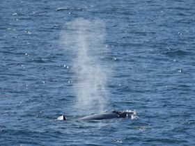 Whale partially above the water at the surface of the sea.