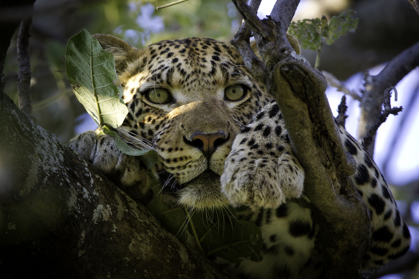 Spotting big cats in Zambia 