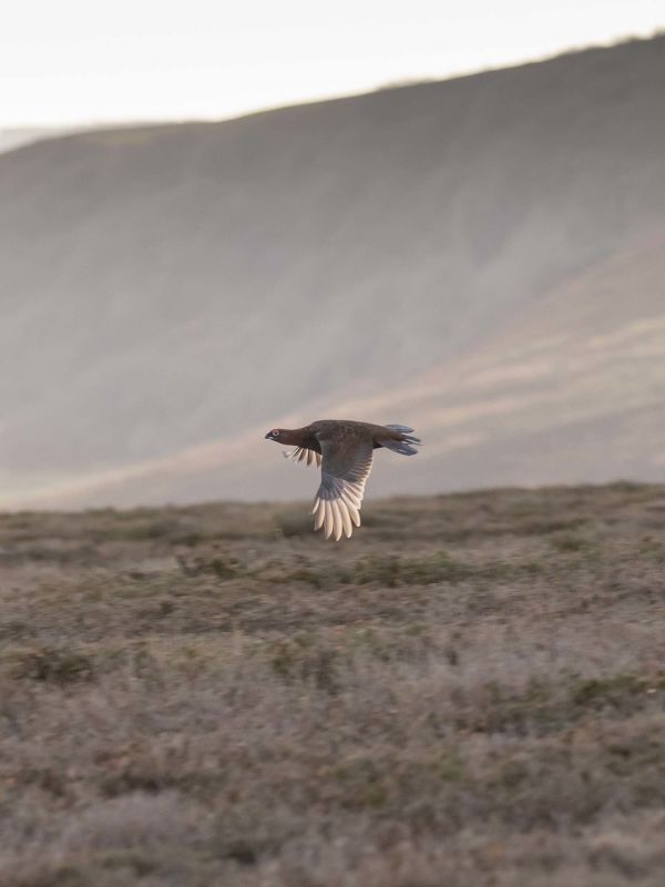 !!!Closer 2022 Hunting: Grouse in flight by BECK EDMUNDS