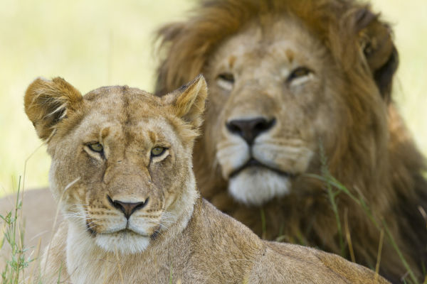 Spotting big cats lions in Kenya 