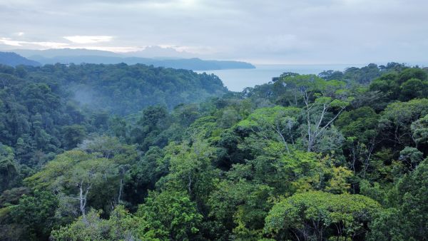 Biodiversity: SWAROVSKI OPTIK Regenwald - Tag der biologischen Vielfalt /H/B/O
