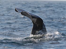 Silhouette of a whale's dorsal fin in the open ocean.