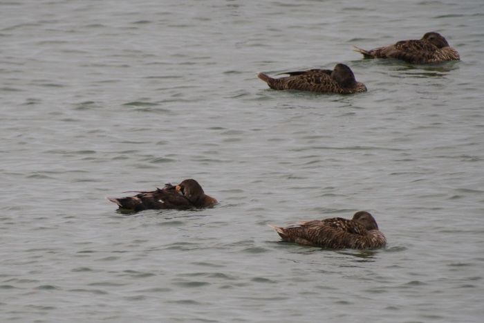 Looking closely the yellow bill lobes are just visible even when the King Eider is resting