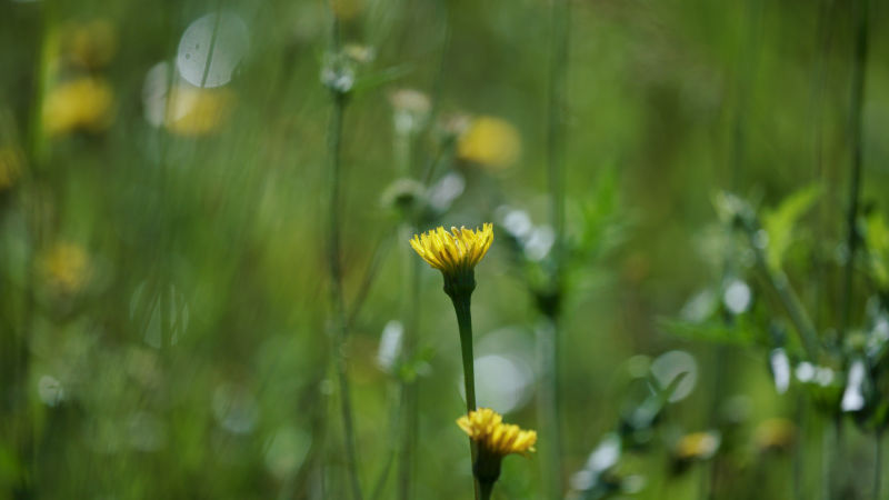 landscape dandelion on grassy meadow