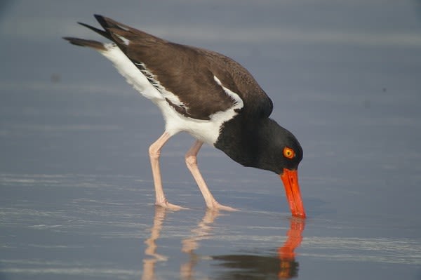 115-mm objective module Clay Taylor 3/3 American Oystercatcher 