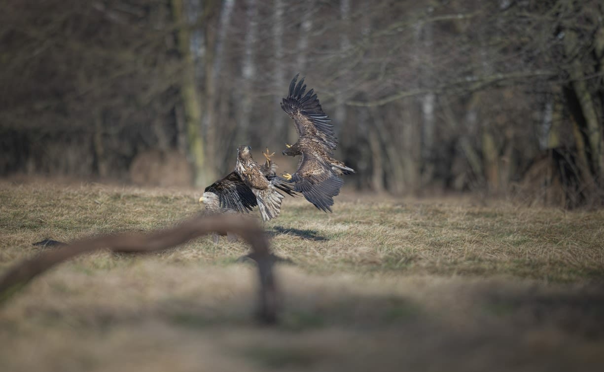 Two White-tailed Eagles by Giuliano Scarparo