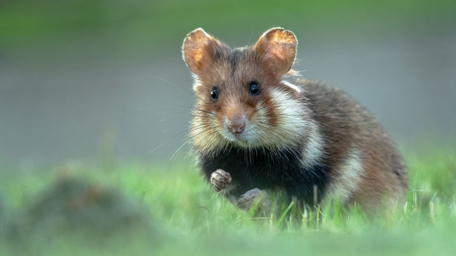 Feldhamster - field hamster in the grass by Andreas Hütten