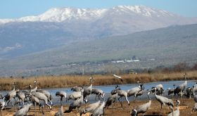 Mount Hermon (2,814 m) birds (c) Jonathan Meyrav