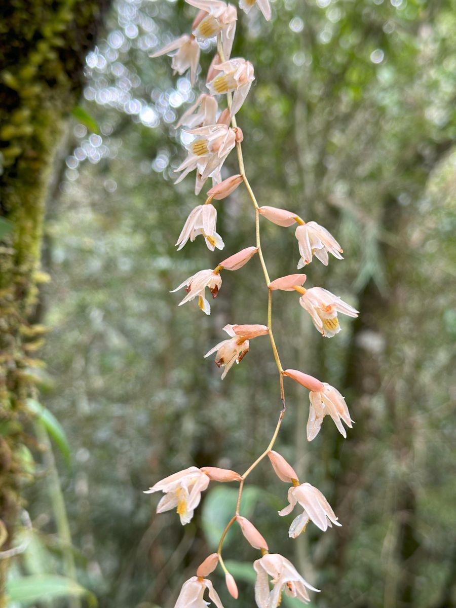 !!!A closer look at the flowering Orchids - Surya Ramachandran and Vedant Thite    