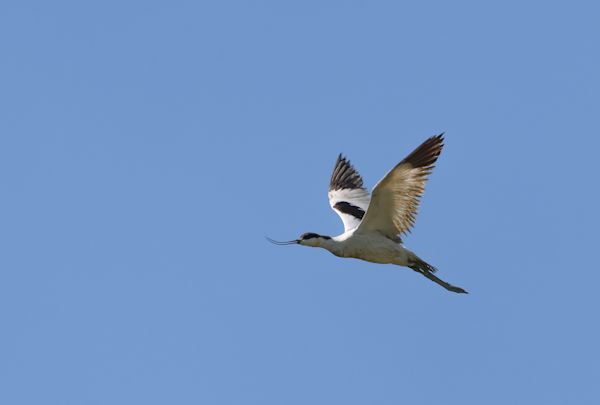 Finding Community Through Birding - Women’s Birding Club - B/