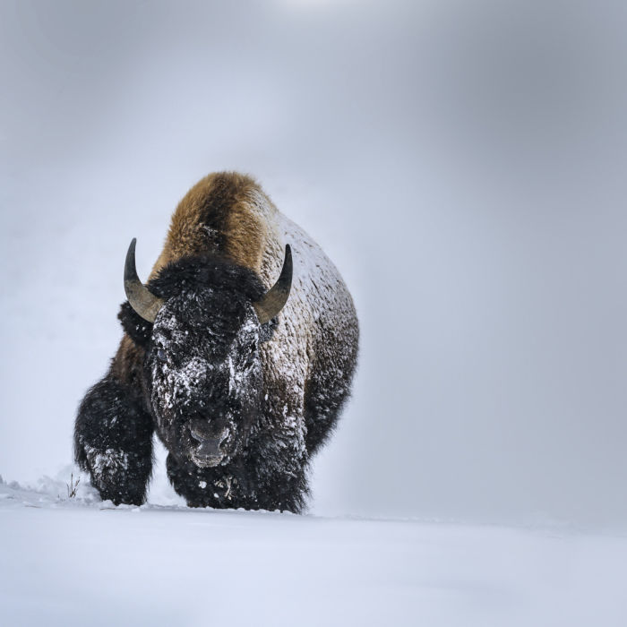 American Bison in Winter