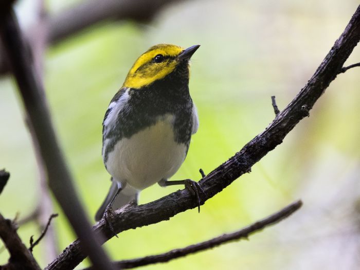 Black-and-White-Warbler Guatemala-City 2021 008