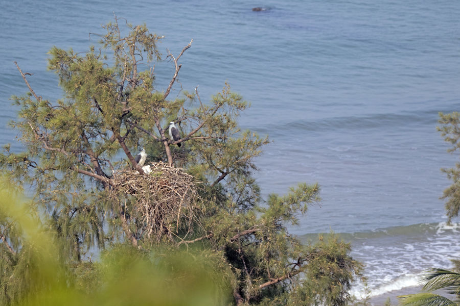 !!! Sea Eagle Nest and Beach, Surya Ramachandran