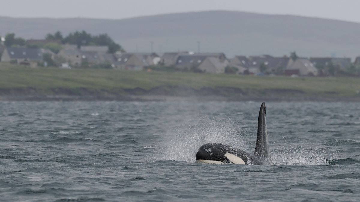 Orca Dan Brown - Whale Watching /O