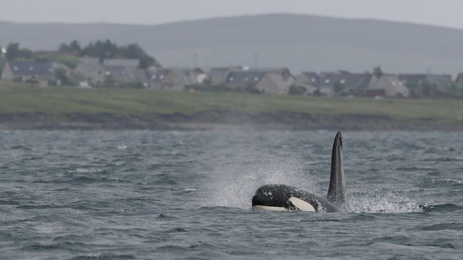 Orca Dan Brown - Whale Watching /O