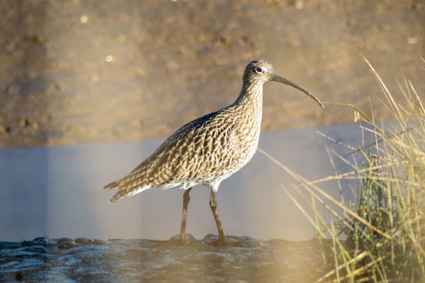Birding with the NL Pure 32 - Seeing clearly wherever you are // B