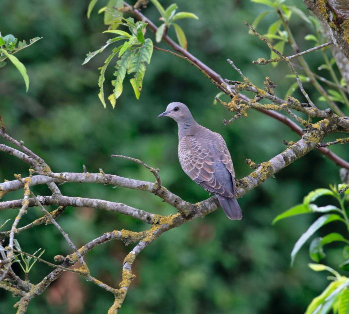 Turtle Dove (Streptopelia turtur) juvenile Norfolk GB UK July 2022