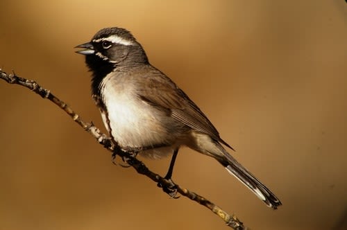 The 115-mm objective module in Texas 2/3 – birding at Guadalupe Mountains National Park  - Black-throated Sparrow (Amphispiza bilineata) by Clay Taylor 